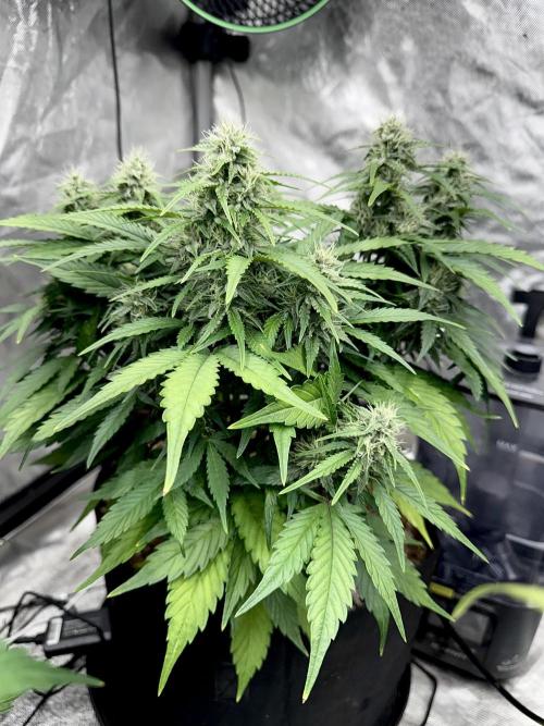 Fast Buds Auto Run. Week 8 - Day 59 - Strawberry Gorilla #2