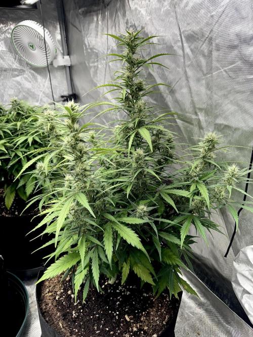 Fast Buds Auto Run. Week 9 - Day 66 - Wedding Glue #1