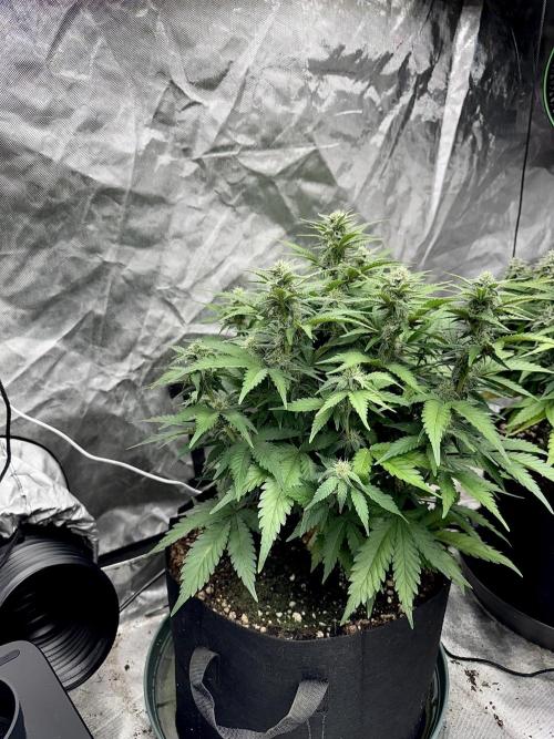 Fast Buds Auto Run. Week 9 - Day 66 - Wedding Glue #2