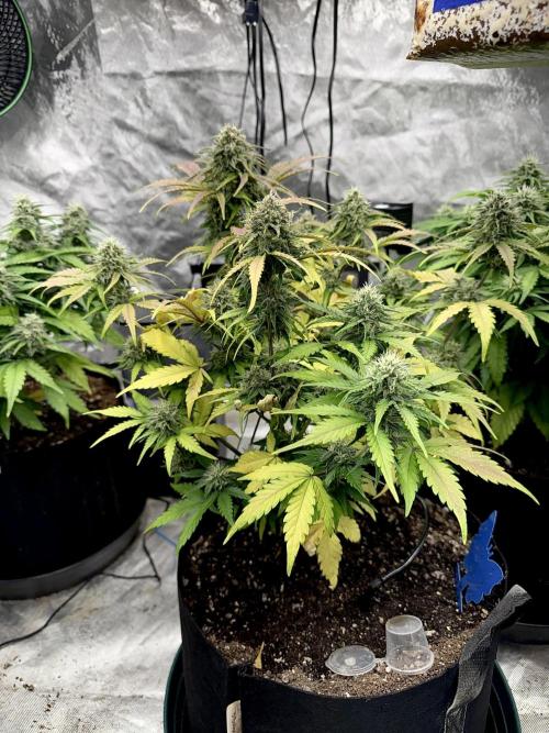 Fast Buds Auto Run. Week 9 - Day 66 - Wedding Glue #3