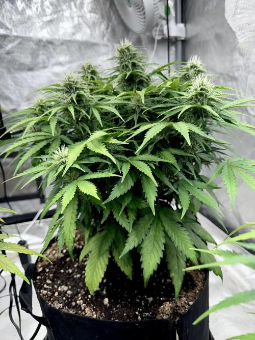 Fast Buds Auto Run. Week 9 - Day 66 - Strawberry Gorilla #1
