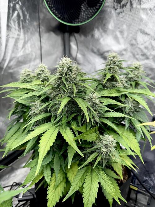 Fast Buds Auto Run. Week 9 - Day 66 - Strawberry Gorilla #2