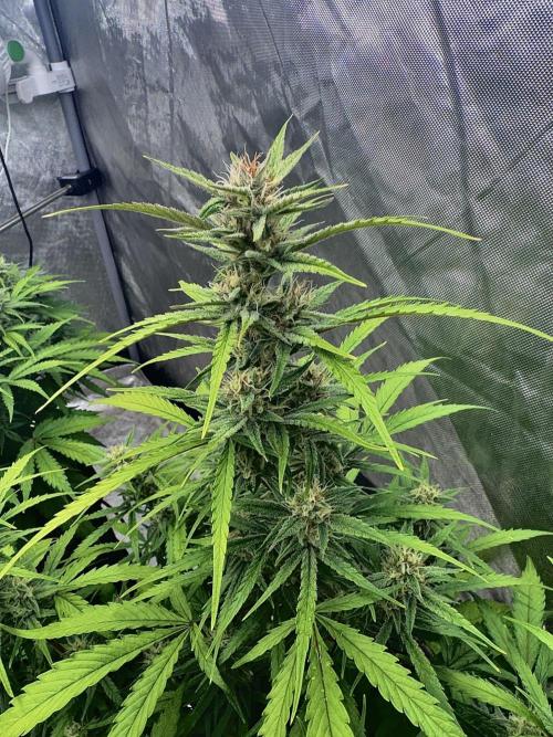 Fast Buds Auto Run. Week 10 - Day 69 - Wedding Glue #1