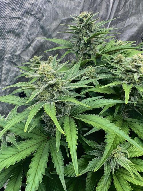 Fast Buds Auto Run. Week 10 - Day 69 - Wedding Glue #2