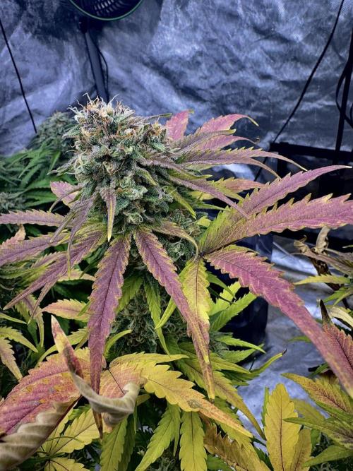 Fast Buds Auto Run. Week 10 - Day 69 - Wedding Glue #3