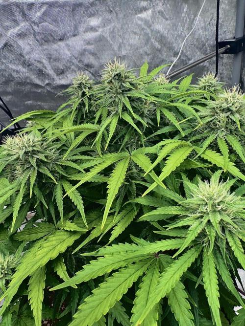 Fast Buds Auto Run. Week 10 - Day 69 - Strawberry Gorilla #1