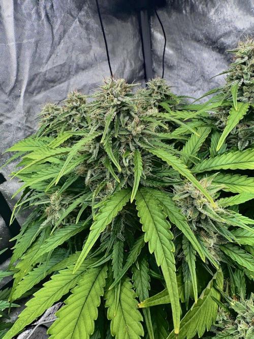Fast Buds Auto Run. Week 10 - Day 69 - Strawberry Gorilla #2