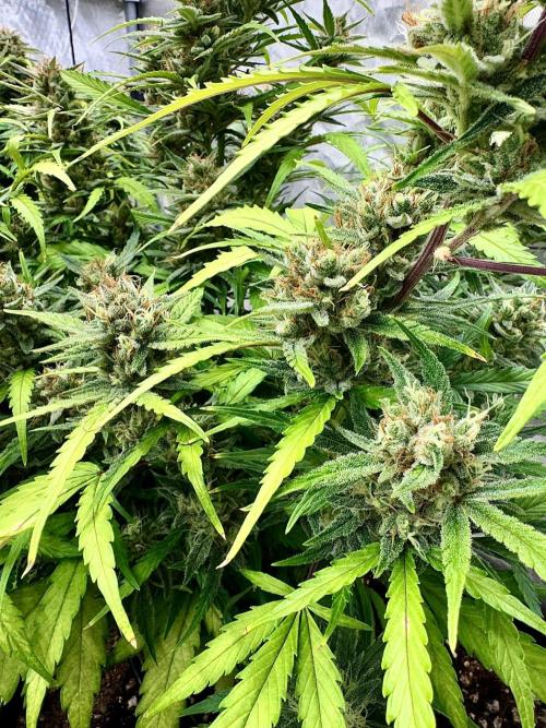 Fast Buds Auto Run. Week 11 - Day 80 - Wedding Glue #1