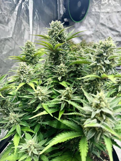 Fast Buds Auto Run. Week 11 - Day 80 - Wedding Glue #2