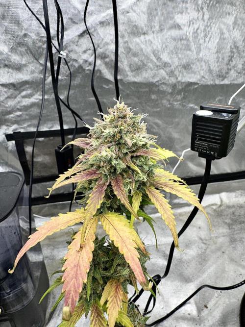 Fast Buds Auto Run. Week 11 - Day 80 - Wedding Glue #3