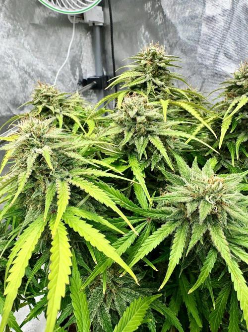 Fast Buds Auto Run. Week 11 - Day 80 - Strawberry Gorilla #1