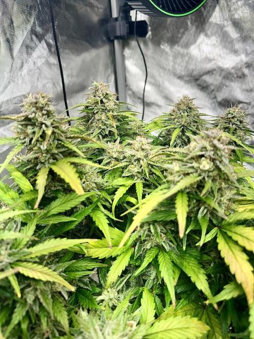 Fast Buds Auto Run. Week 11 - Day 80 - Strawberry Gorilla #2