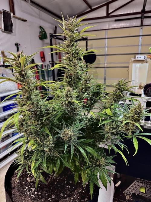 Fast Buds Auto Run. Week 12 - Day 86 - Wedding Glue #1