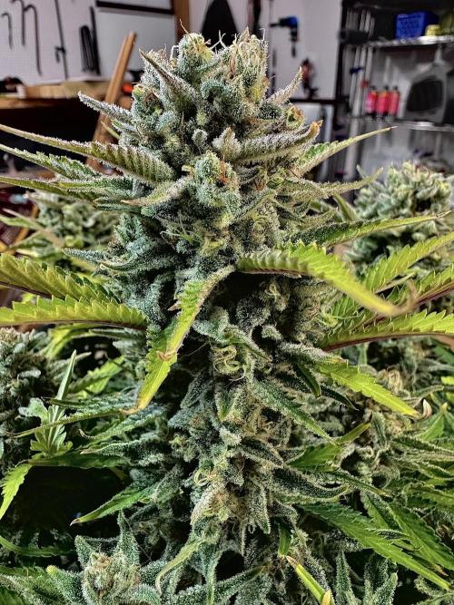 Fast Buds Auto Run. Week 12 - Day 86 - Wedding Glue #2