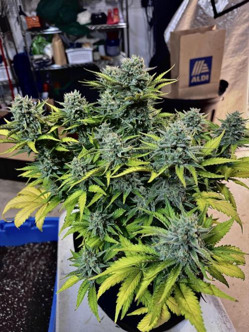 Fast Buds Auto Run. Week 12 - Day 86 - Wedding Glue #2