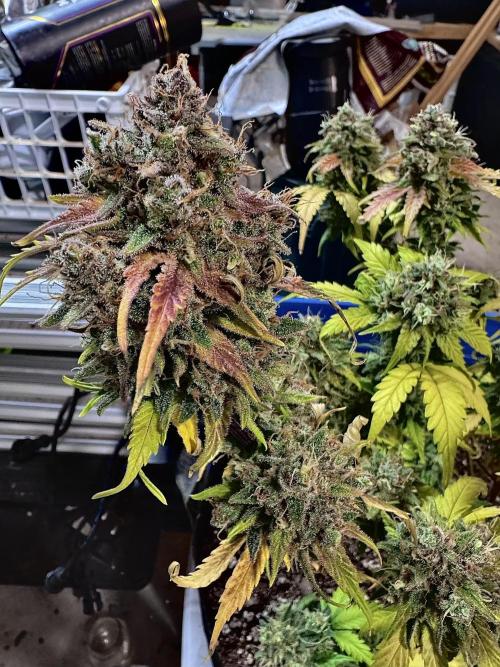 Fast Buds Auto Run. Week 12 - Day 86 - Wedding Glue #3