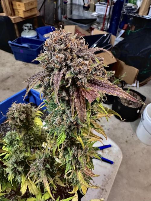 Fast Buds Auto Run. Week 12 - Day 86 - Wedding Glue #3