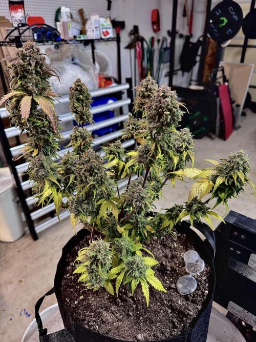 Fast Buds Auto Run. Week 12 - Day 86 - Wedding Glue #3