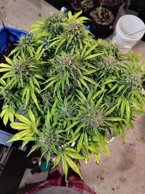Fast Buds Auto Run. Week 12 - Day 86 - Strawberry Gorilla #1