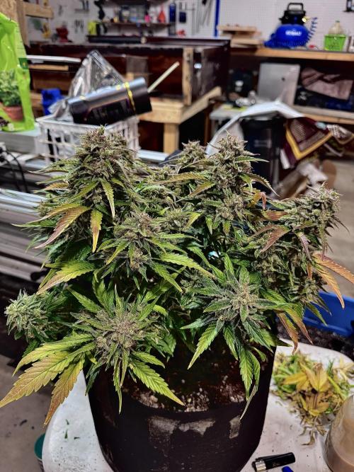 Fast Buds Auto Run. Week 12 - Day 86 - Strawberry Gorilla #2