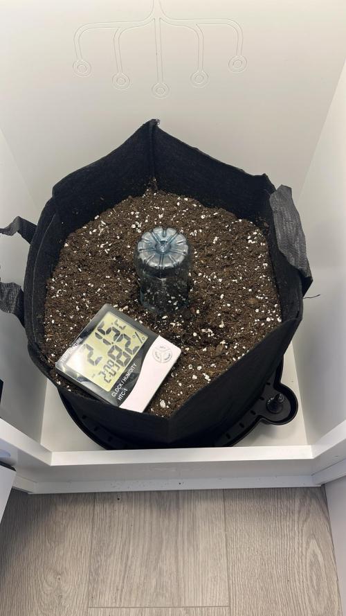 Auto Mimosa Punch. Week 0 - Planted seed on Monday