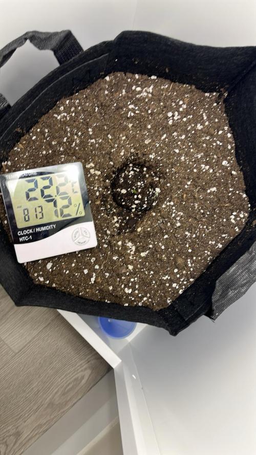 Auto Mimosa Punch. Week 0 - Saw the first signs of life the following Thursday.