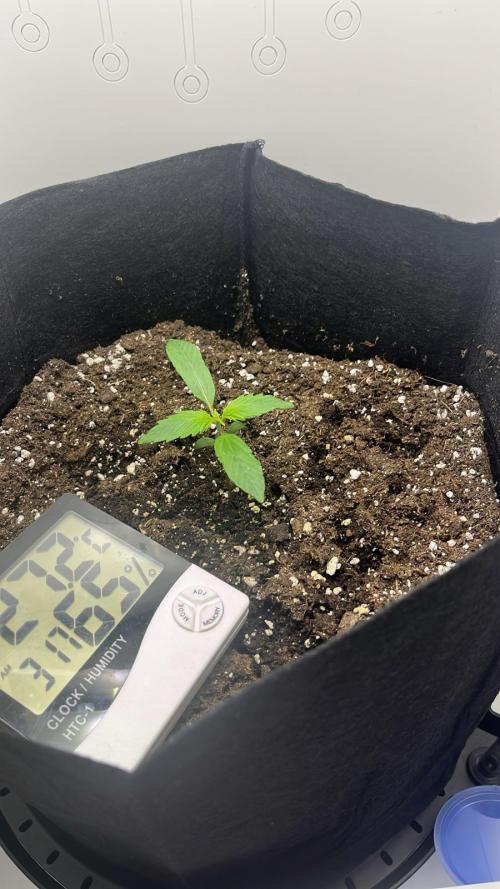 Auto Mimosa Punch. Week 1