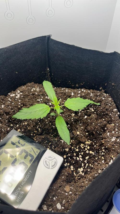 Auto Mimosa Punch. Week 1