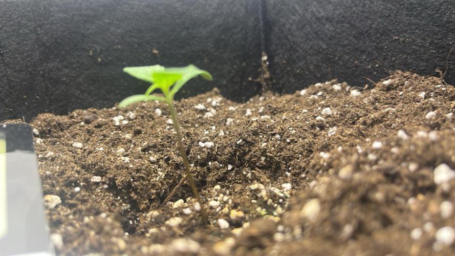 Auto Mimosa Punch. Week 1