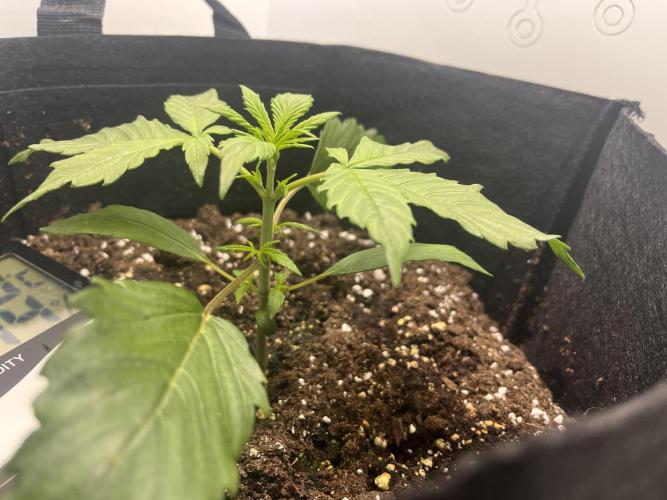 Auto Mimosa Punch. Week 2