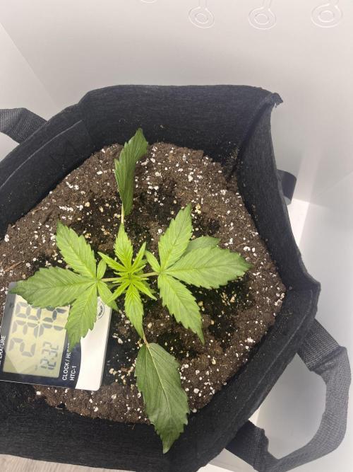 Auto Mimosa Punch. Week 2