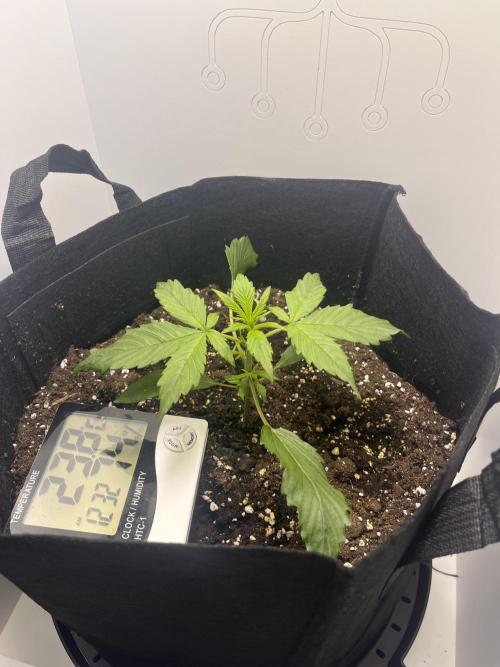 Auto Mimosa Punch. Week 2