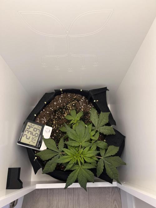 Auto Mimosa Punch. Week 3