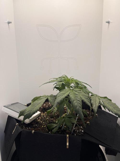 Auto Mimosa Punch. Week 3