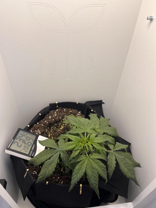 Auto Mimosa Punch. Week 3