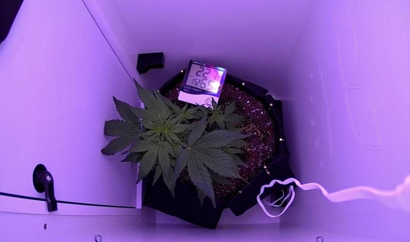 Auto Mimosa Punch. Week 3
