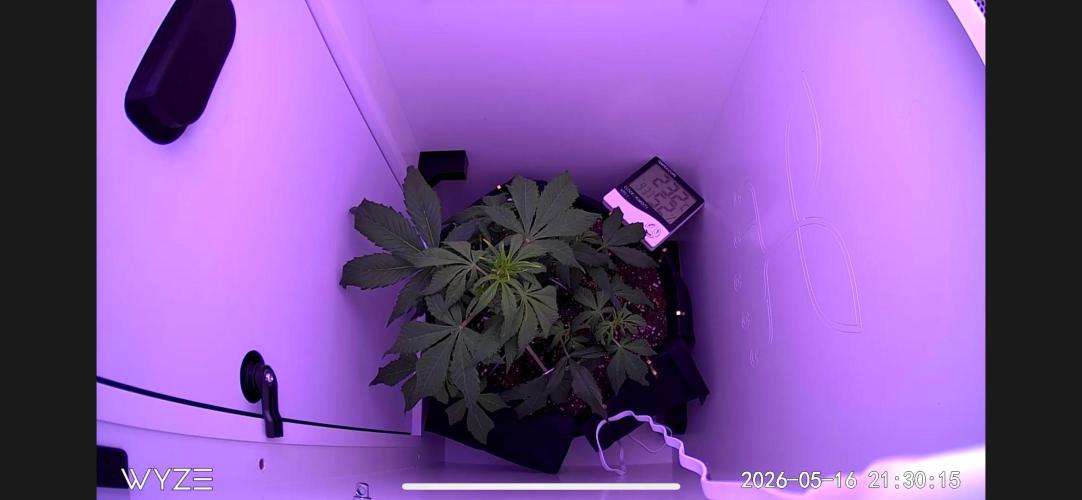 Auto Mimosa Punch. Week 4