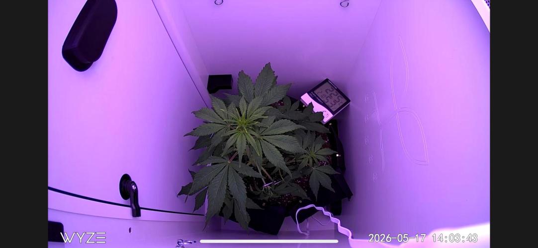 Auto Mimosa Punch. Week 4