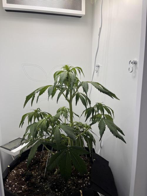 Auto Mimosa Punch. Week 4