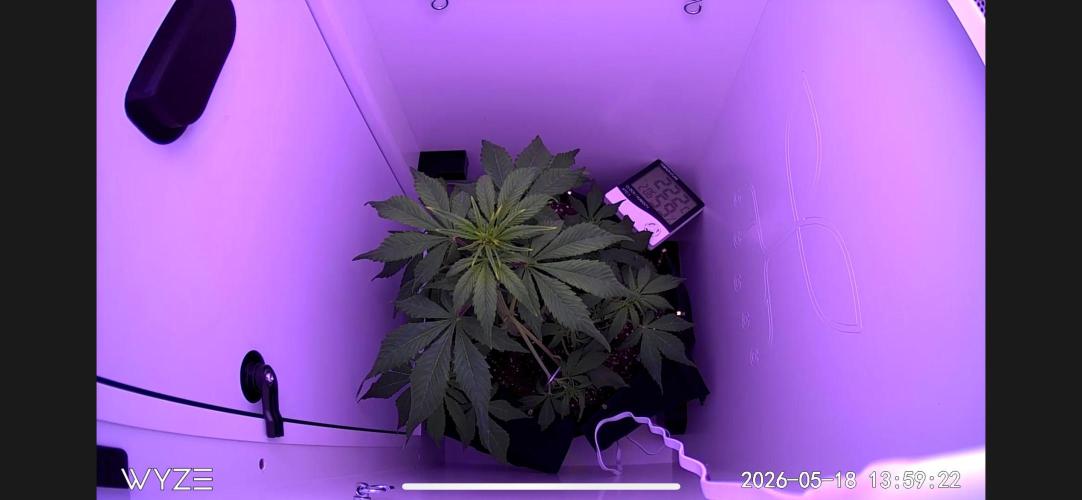 Auto Mimosa Punch. Week 4