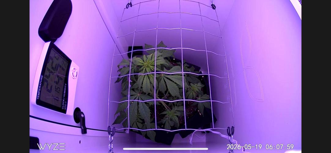Auto Mimosa Punch. Week 5