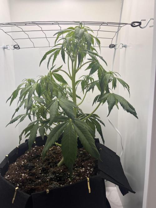 Auto Mimosa Punch. Week 5