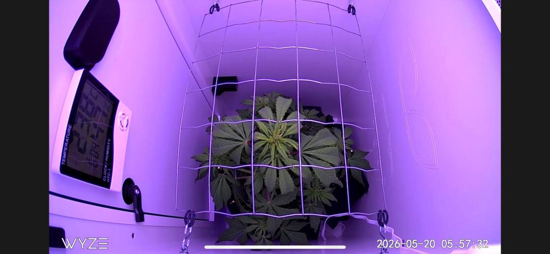 Auto Mimosa Punch. Week 5