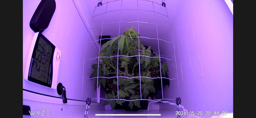 Auto Mimosa Punch. Week 5