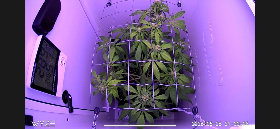 Auto Mimosa Punch. Week 6