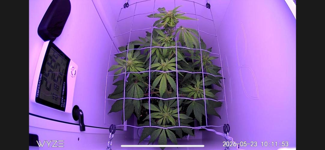 Auto Mimosa Punch. Week 6