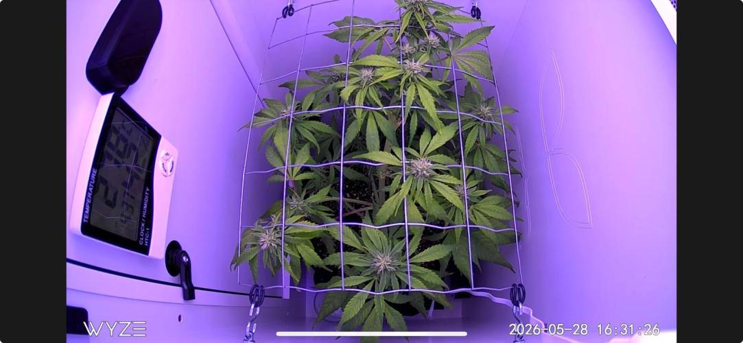 Auto Mimosa Punch. Week 6