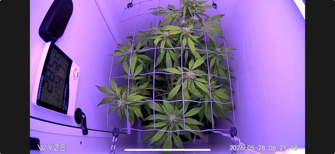 Auto Mimosa Punch. Week 6