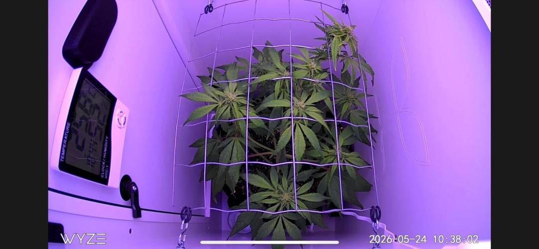 Auto Mimosa Punch. Week 6