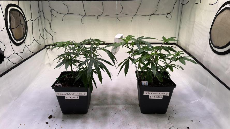 Autumn-Winter grow from cuts 2025/26. Week 2